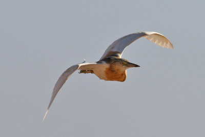 Squacco Heron (Ardeola ralloides) - rallhäger
