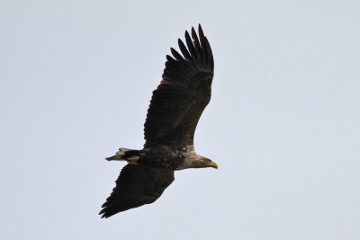 White-tailed Eagle (Haliaeetus albicilla) - havsörn