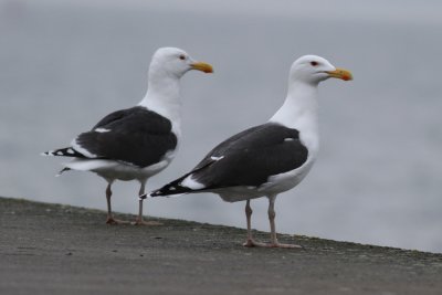 Great Black-backed Gull (Larus marinus)