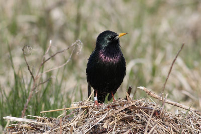 Common Starling (Sturnus vulgaris) - stare