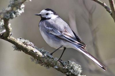 White Wagtail (Motacilla alba) -sädesärla
