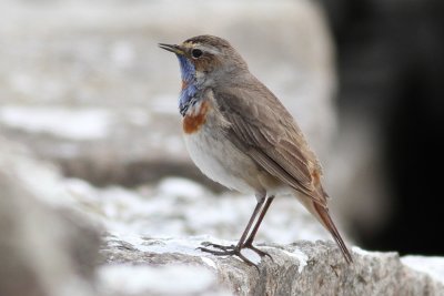 Bluethroat (Luscinia s. svecica) - blåhake