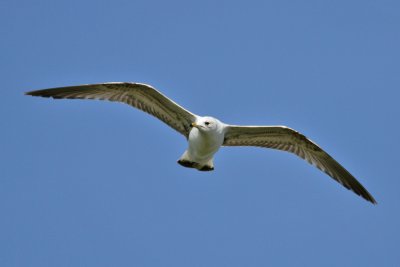 Common Gull (Larus canus) - fiskmås