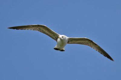 Common Gull (Larus canus) - fiskms