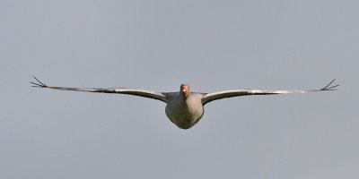 Greylag Goose (Anser anser) - grågås