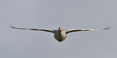 Greylag Goose (Anser anser) - grgs