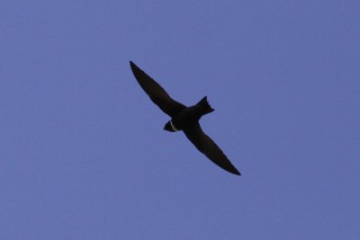 White-collared Swift (Streptoprocne zonaris) - halsbandseglare