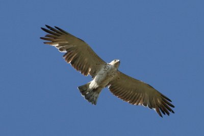 Short-toed Eagle (Circaetus gallicus) - ormörn
