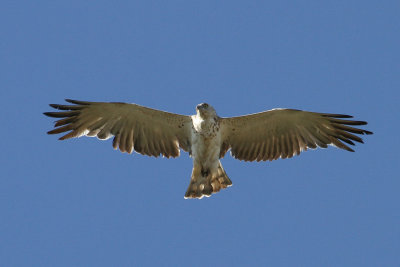Short-toed Eagle (Circaetus gallicus) - ormörn