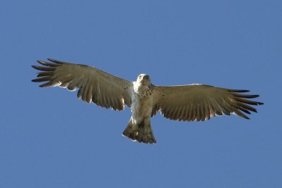 Short-toed Eagle (Circaetus gallicus) - ormörn