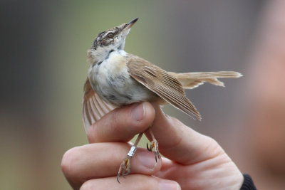 Paddyfield Warbler (Acrocephalus agricola) - fältsångare
