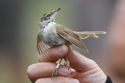 Paddyfield Warbler (Acrocephalus agricola) - fltsngare