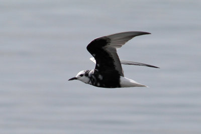 White-winged Tern (Chlidonias leucopterus) - vitvingad tärna