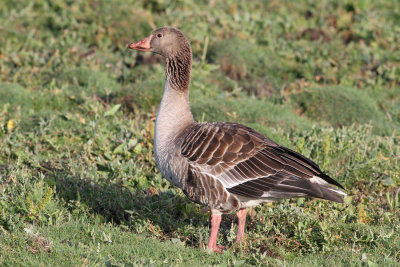 Greylag Goose (Anser anser) - grgs