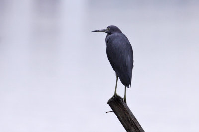 Little Blue Heron (Egretta caerulea) - blhger