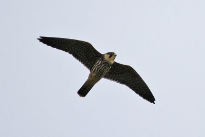 Eurasian Hobby (Falco subbuteo) - lrkfalk