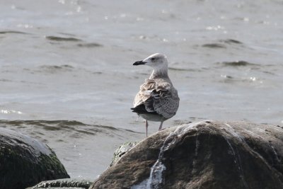 Caspian Gull (Caspian Gull) - kaspisk trut