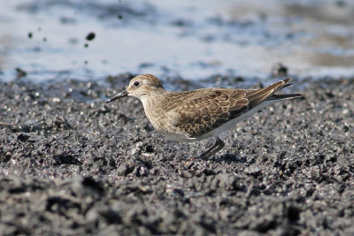 Temminck's Stint (Calidris temminckii) - mosnppa