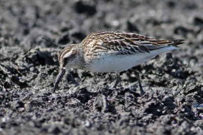 Broad-billed Sandpiper (Limicola falcinellus) - myrsnppa