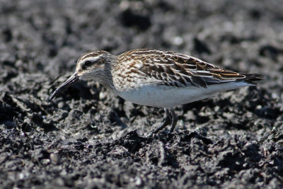 Broad-billed Sandpiper (Limicola falcinellus) - myrsnppa