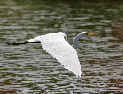 Great Egret (Ardea alba) - ägretthäger