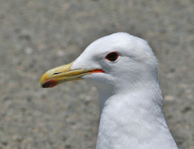 California Gull (Larus californicus)