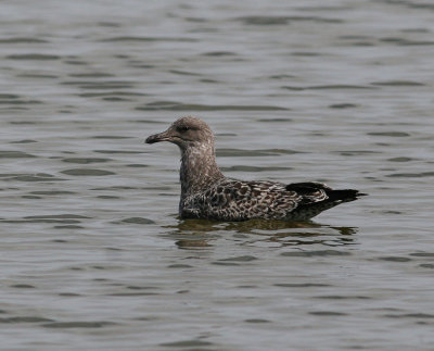 California Gull (Larus californicus)