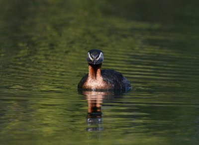 Red-necked Grebe (Podiceps grisegena) - gråhakedopping