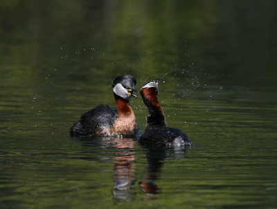 Red-necked Grebe (Podiceps grisegena) - gråhakedopping