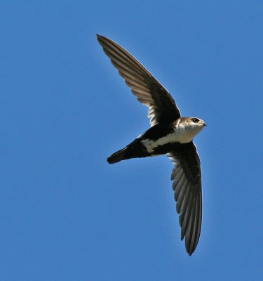 White-throated Swift (Aeronautes saxatalis) - brokseglare