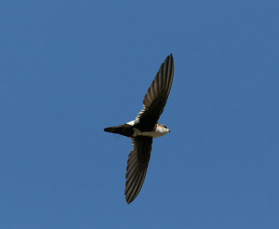 White-throated Swift (Aeronautes saxatalis) - brokseglare
