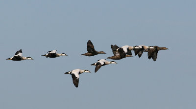 Common Eider (Somateria mollissima) - ejder