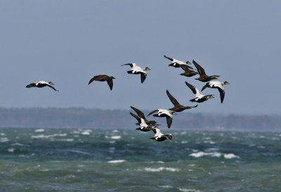 Common Eider (Somateria mollissima) - ejder