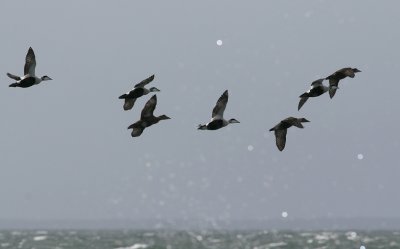 Common Eider (Somateria mollissima) - ejder