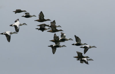 Common Eider (Somateria mollissima) - ejder