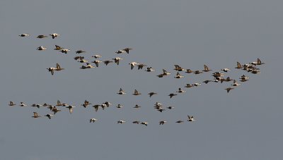 Common Eider (Somateria mollissima) - ejder