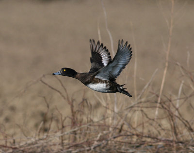 Tufted Duck (Aythya fuligula) - vigg