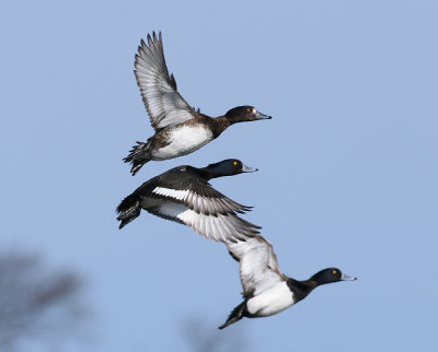 Tufted Duck (Aythya fuligula) - vigg