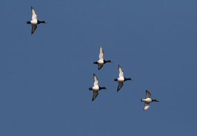 Tufted Duck (Aythya fuligula) - vigg