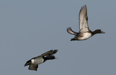 Tufted Duck (Aythya fuligula) - vigg