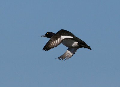 Tufted Duck (Aythya fuligula) - vigg