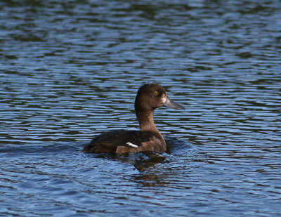 Tufted Duck (Aythya fuligula) - vigg