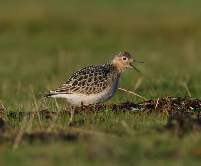 Buff-breasted Sandpiper (Tryngites subruficollis)