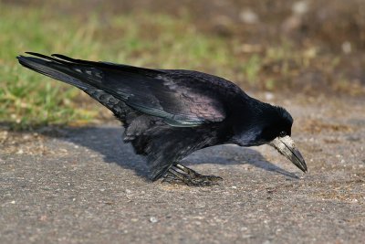 Rook (Corvus frugilegus) - råka