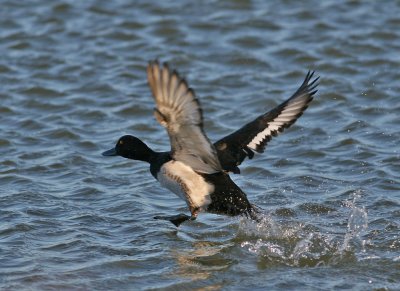 Tufted Duck (Aythya fuligula) - vigg