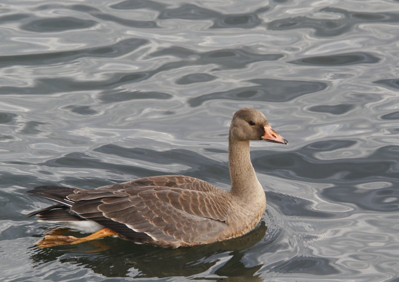 Greater White-front Goose