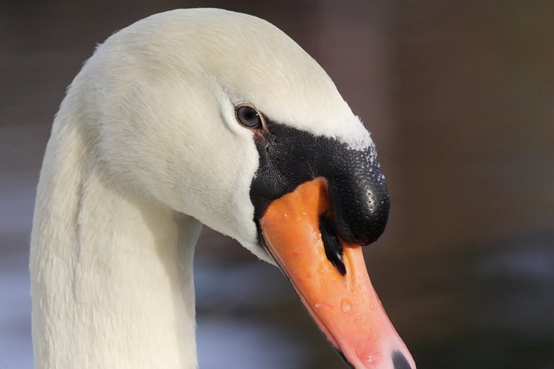 Mute Swan from Kayak