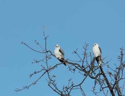 White-tail Kite
