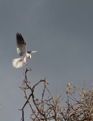 White-tail Kite