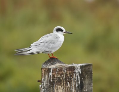 Foster's Tern